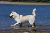 SIBERIAN HUSKY 612
